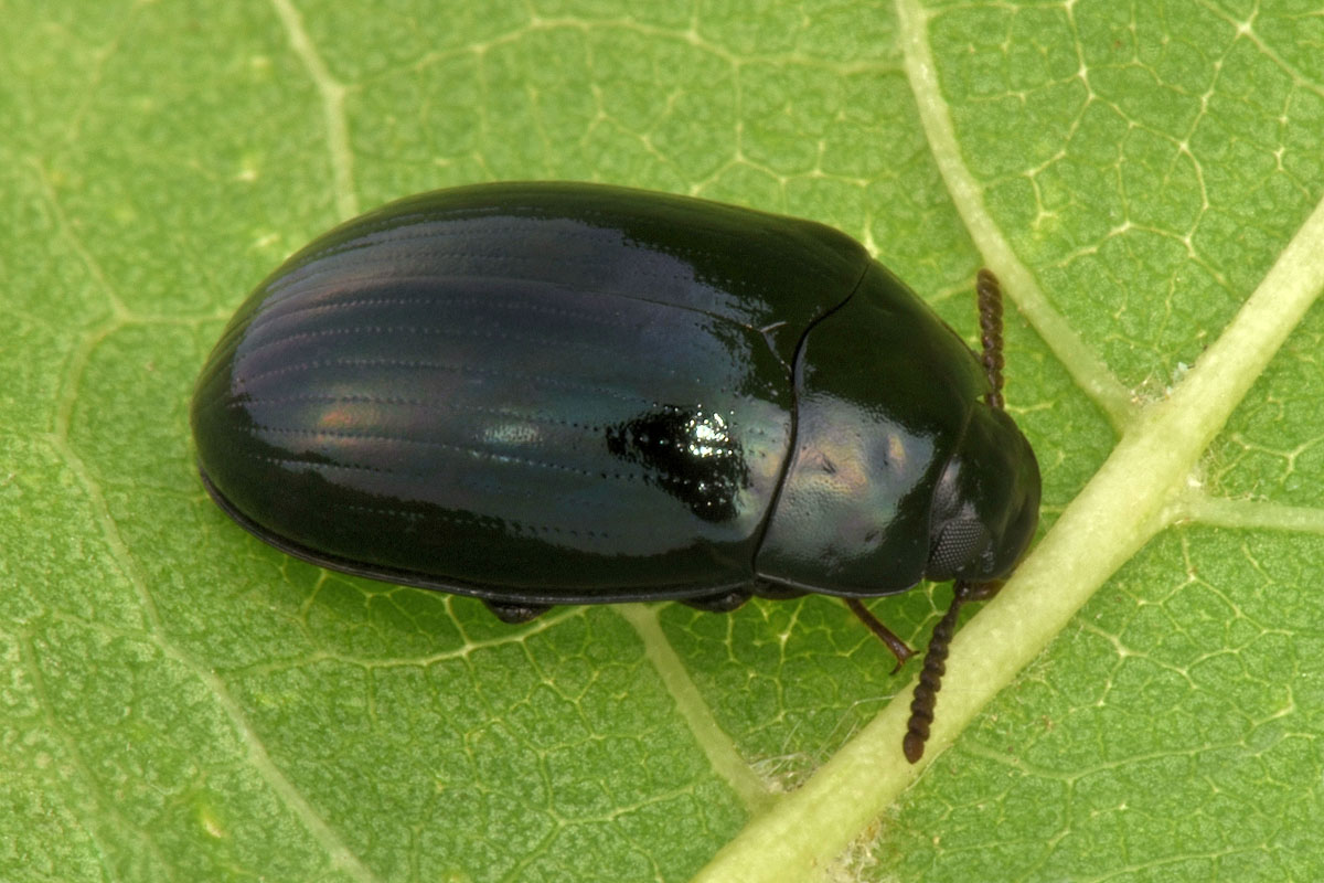 Tenebrionidae: Platydema violaceum? S